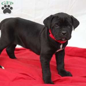 Zoe, Cane Corso Puppy