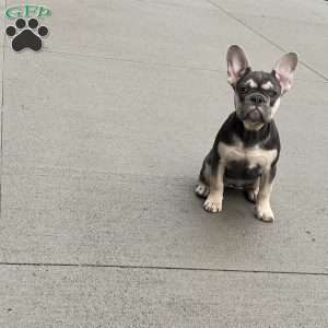 Penelope, French Bulldog Puppy