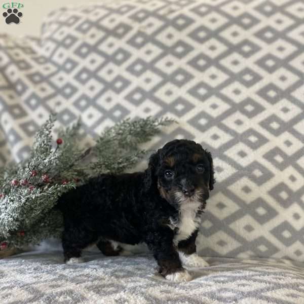 Max, Mini Bernedoodle Puppy