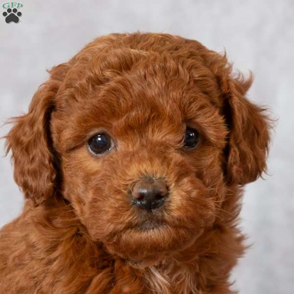 Charity, Mini Labradoodle Puppy