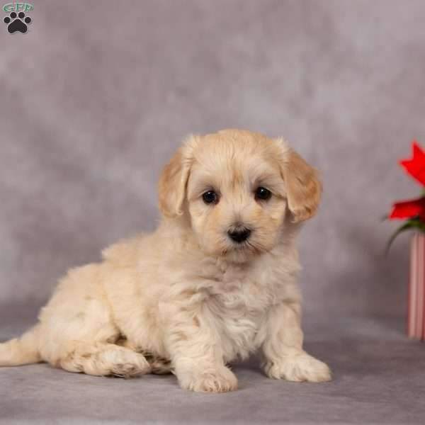 Holly, Maltipoo Puppy