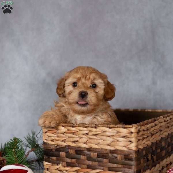 Champ, Mini Labradoodle Puppy