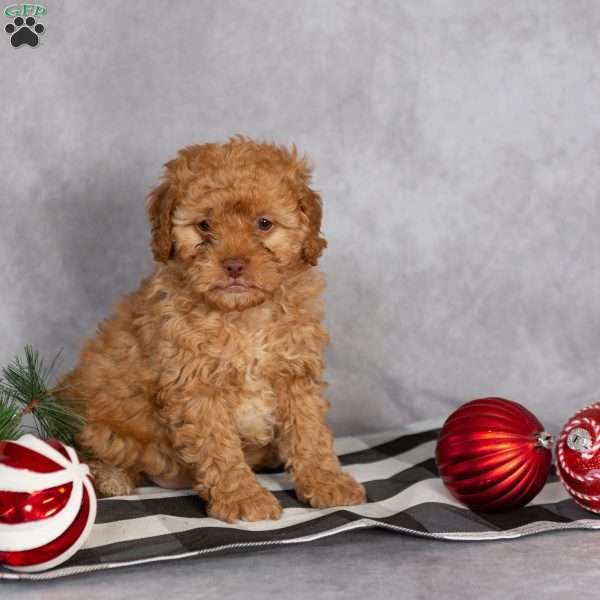 Chad, Mini Labradoodle Puppy