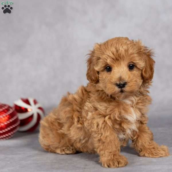 Jolly, Maltipoo Puppy