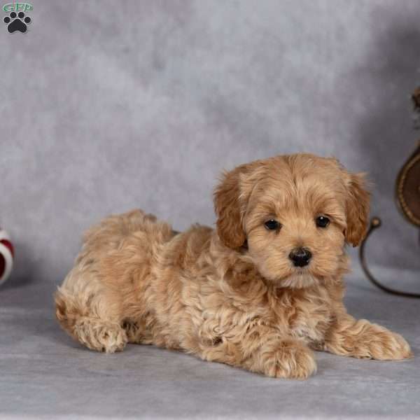 Jingle, Maltipoo Puppy