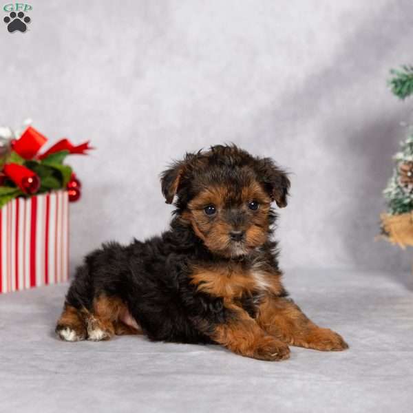 Tiny Tinsel, Yorkie Poo Puppy