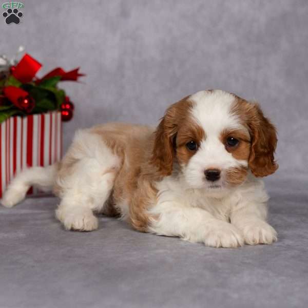 Carol, Cavapoo Puppy