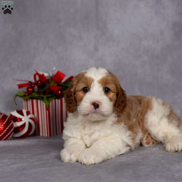 Cozy, Cavapoo Puppy