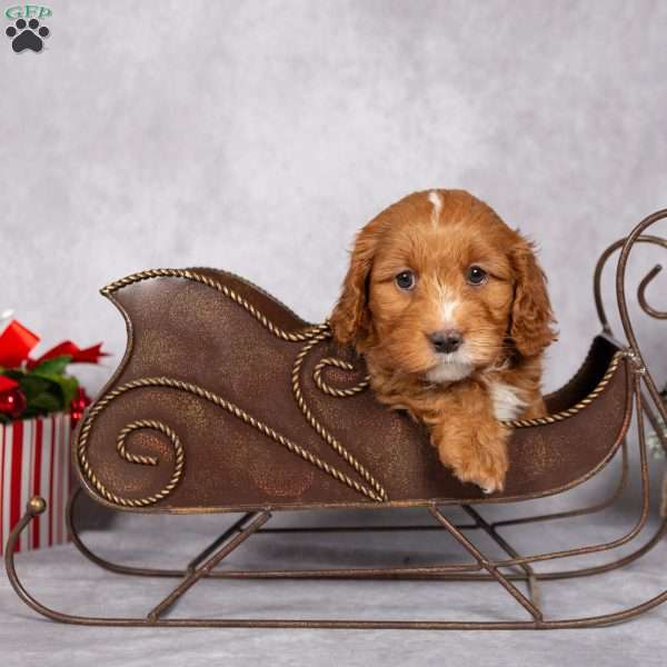 Cocoa, Cavapoo Puppy