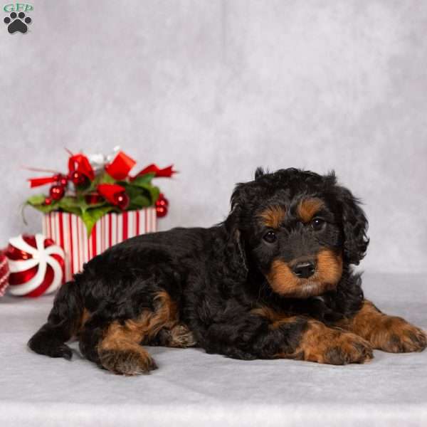 Cookie, Cavapoo Puppy