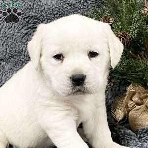 Dixie, Yellow Labrador Retriever Puppy