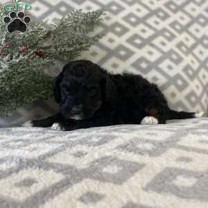 Midnight, Mini Bernedoodle Puppy