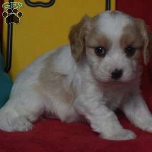 Tommy, Cavachon Puppy