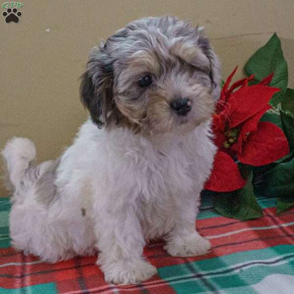 Hanna, Shih-Poo Puppy