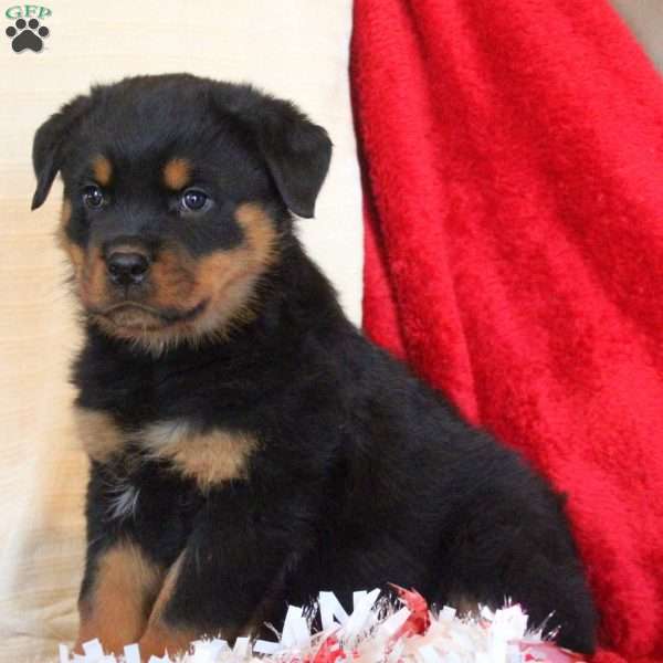 Earl, Rottweiler Puppy