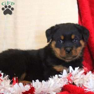 Earl, Rottweiler Puppy