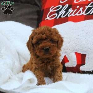 Earl, Miniature Poodle Puppy