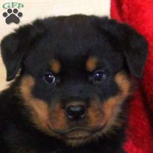 Earl, Rottweiler Puppy