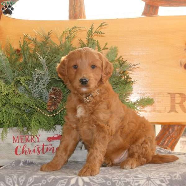 Easton, Goldendoodle Puppy