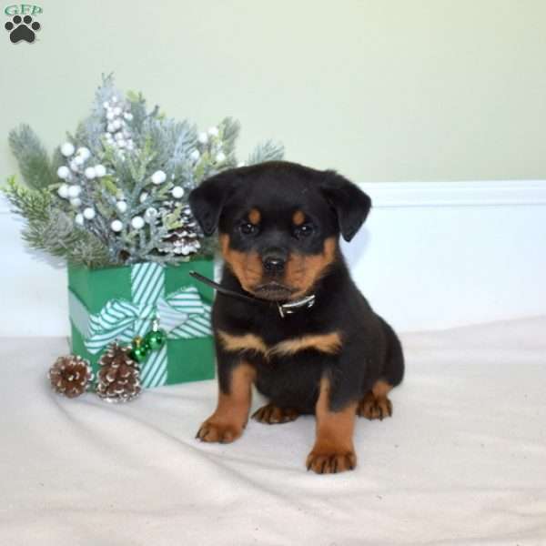 Ebony, Rottweiler Puppy