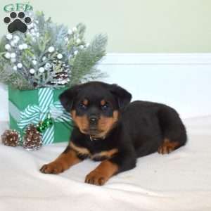 Ebony, Rottweiler Puppy