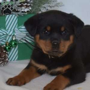 Ebony, Rottweiler Puppy