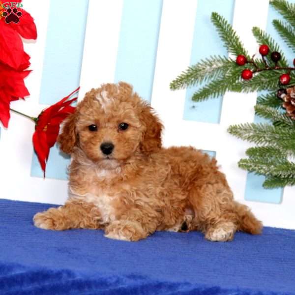 Echo, Toy Poodle Puppy