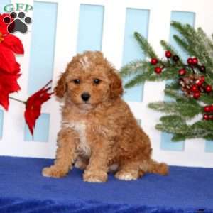 Echo, Toy Poodle Puppy