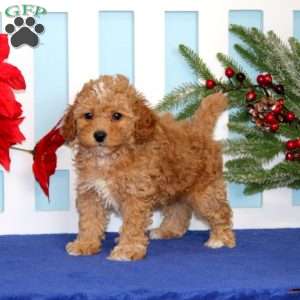 Echo, Toy Poodle Puppy