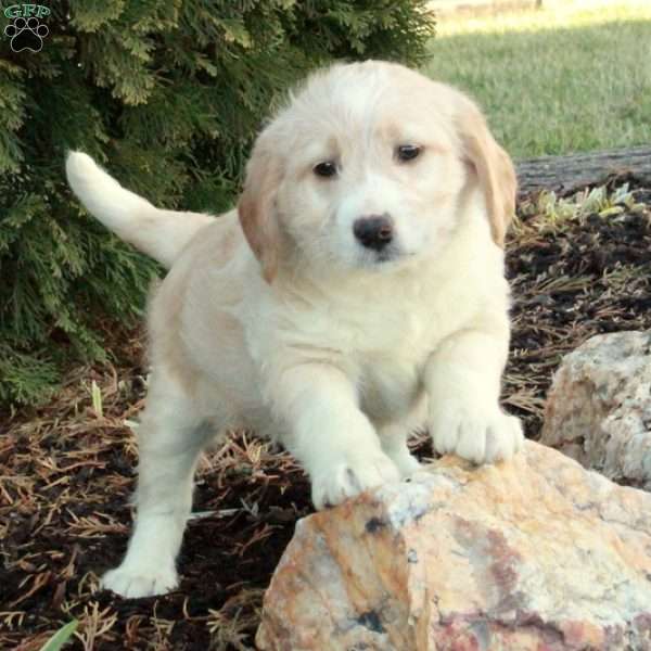 Eddie, Mini Labradoodle Puppy