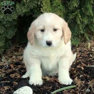 Eddie, Mini Labradoodle Puppy