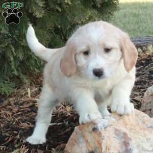 Eddie, Mini Labradoodle Puppy