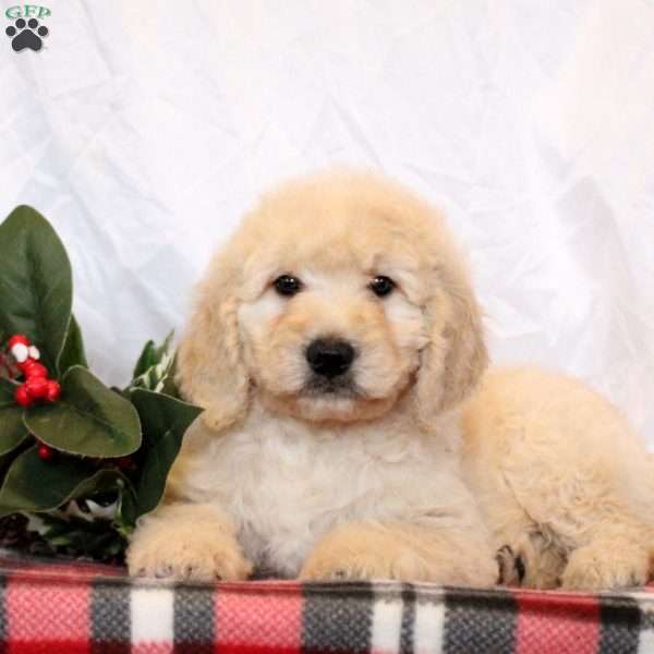 Eddie, Goldendoodle Puppy