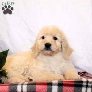 Eddie, Goldendoodle Puppy