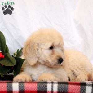 Eddie, Goldendoodle Puppy