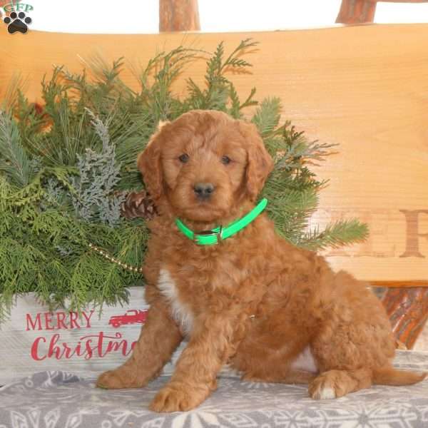 Eden, Goldendoodle Puppy