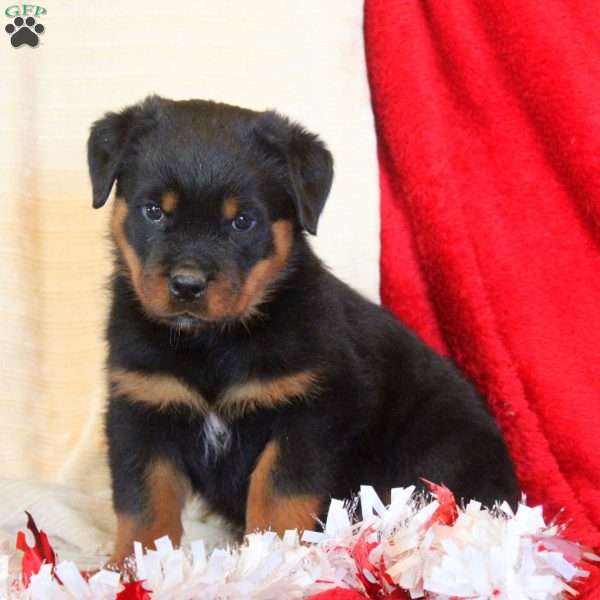 Edgar, Rottweiler Puppy