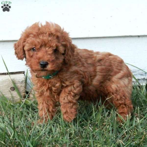 Edison, Miniature Poodle Puppy