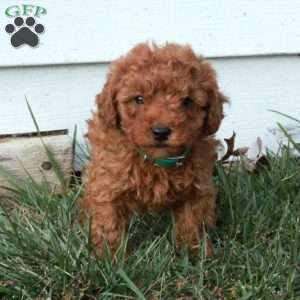 Edison, Miniature Poodle Puppy