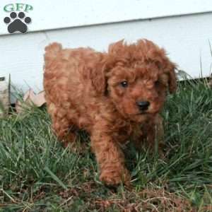 Edison, Miniature Poodle Puppy