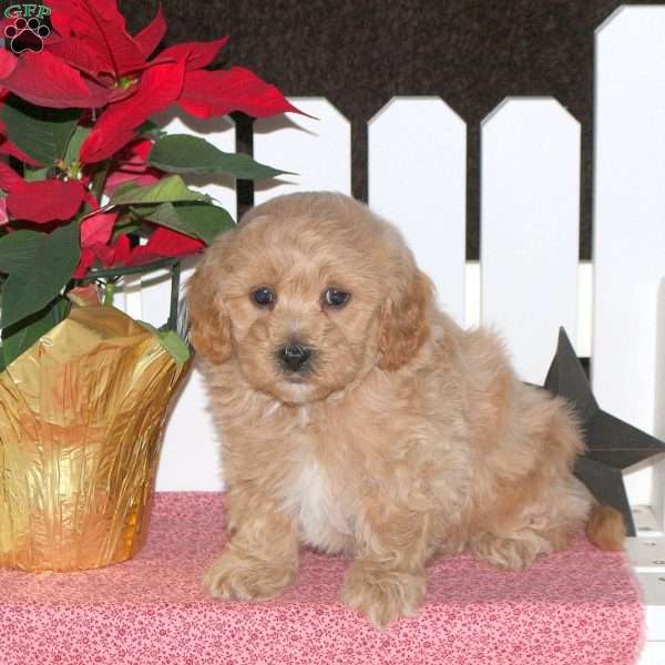 Edwin, Maltipoo Puppy