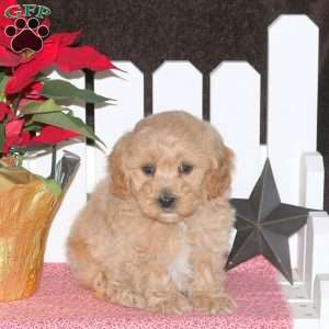 Edwin, Maltipoo Puppy