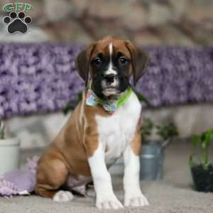 Eli, Boxer Puppy