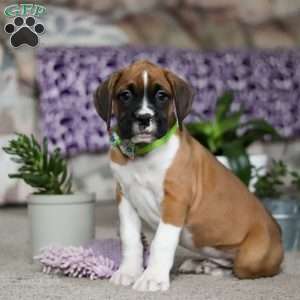 Eli, Boxer Puppy