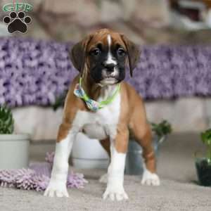 Eli, Boxer Puppy