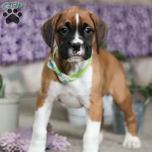 Eli, Boxer Puppy