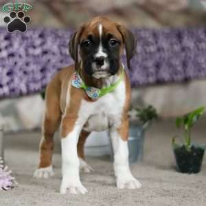 Eli, Boxer Puppy