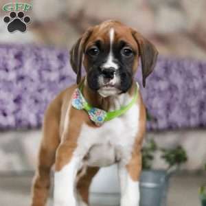 Eli, Boxer Puppy