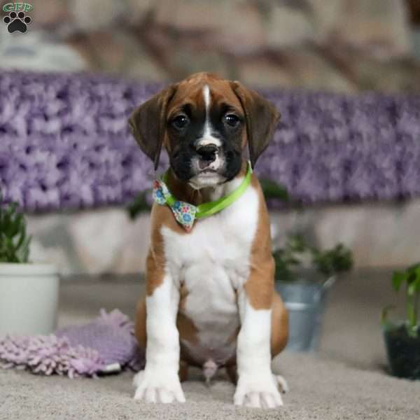 Eli, Boxer Puppy