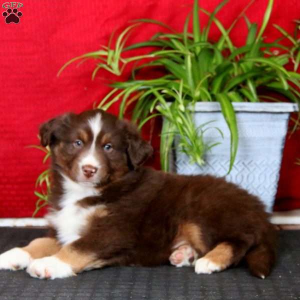 Elijah, Miniature Australian Shepherd Puppy